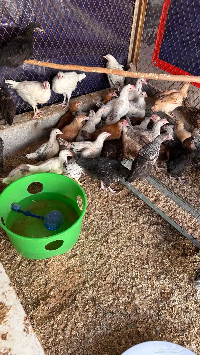 دجاج للبيع 3