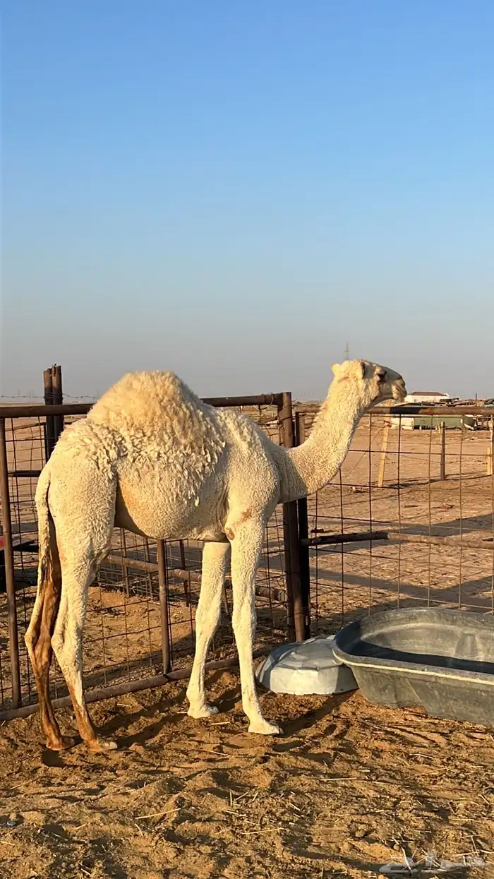 للبيع عشرا كفو 1