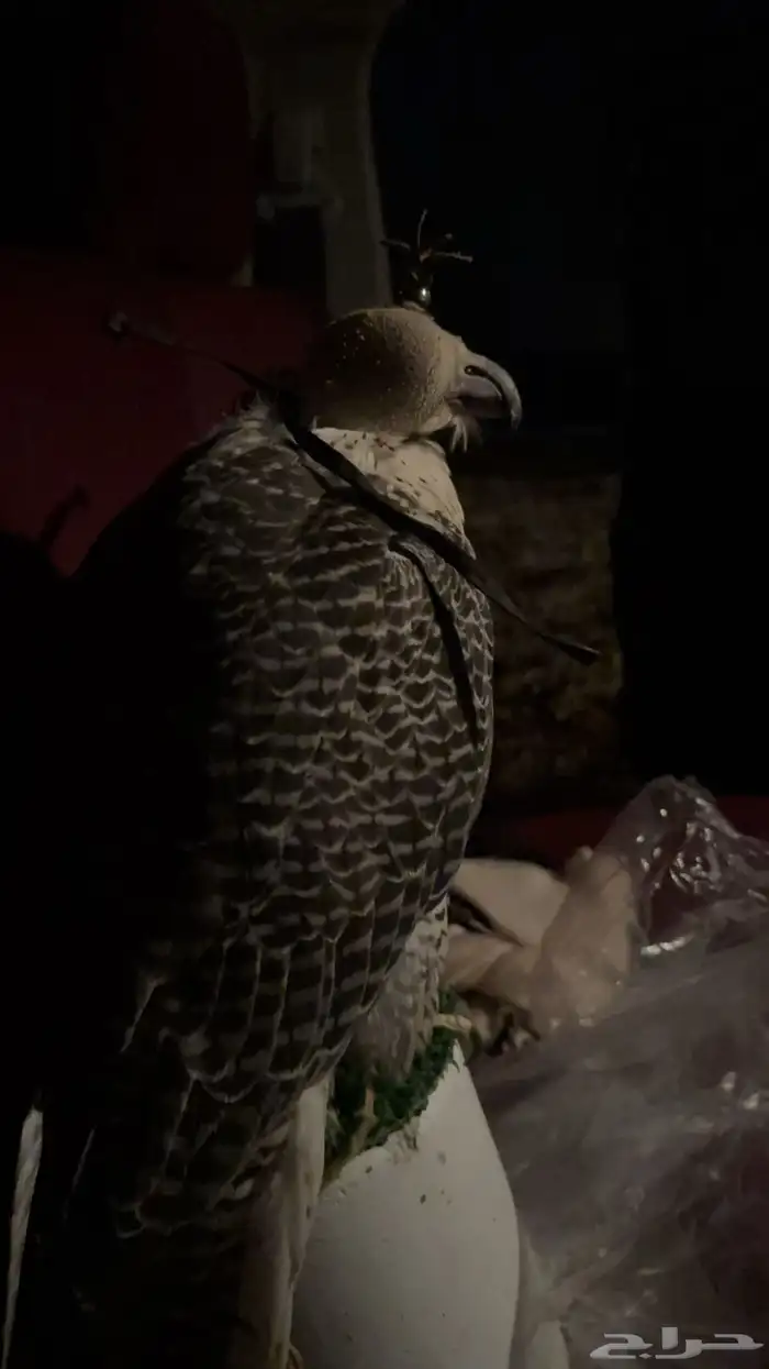 جير شاهين العمر 5 1