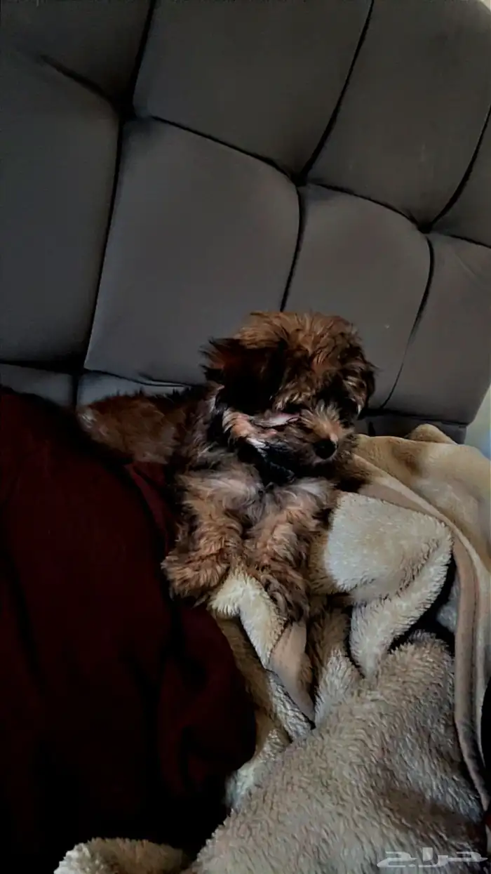 أنثى كلب للبيع 0