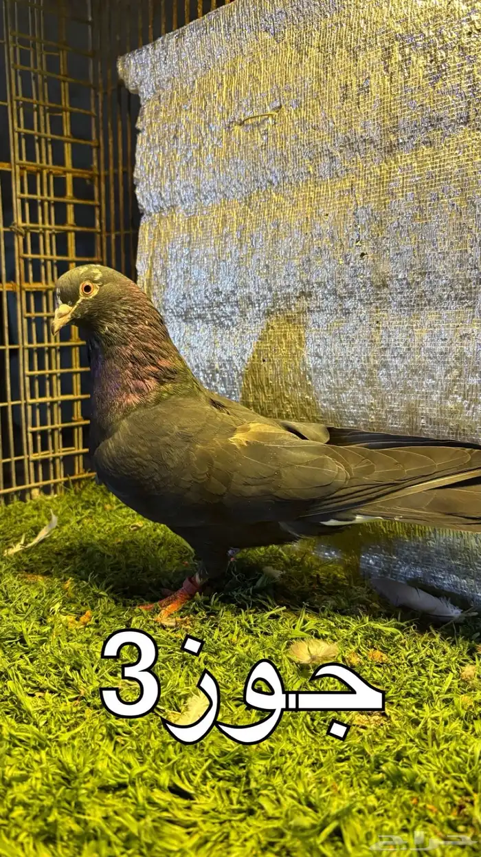 حمام قطايف 4