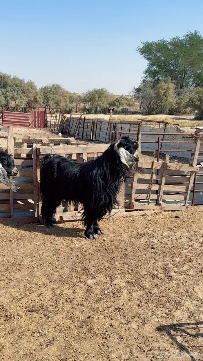 فحل حري وفحول تيوس شرط القريع ومنتجه العداد كلها 3 6