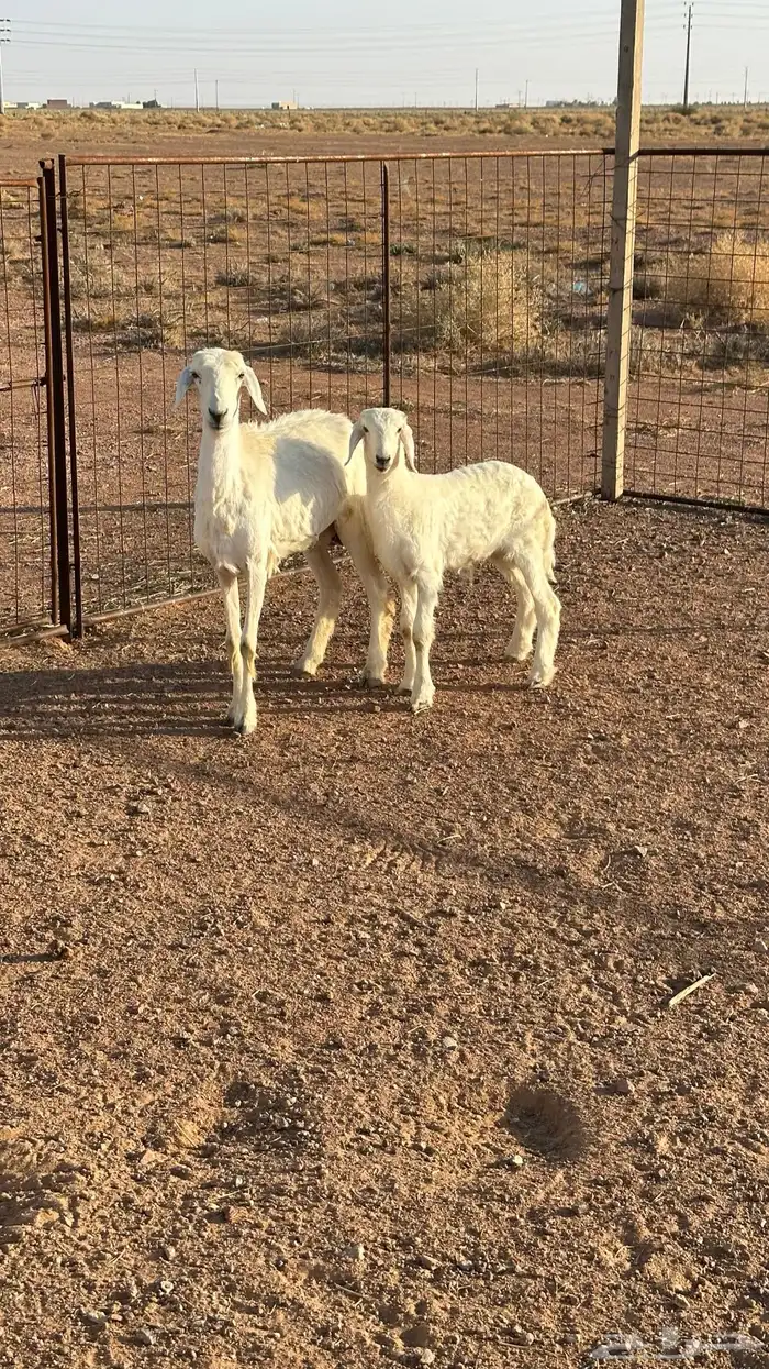 شاه حريه ثنيه تحتها خروف ( النبهانيه ) 1