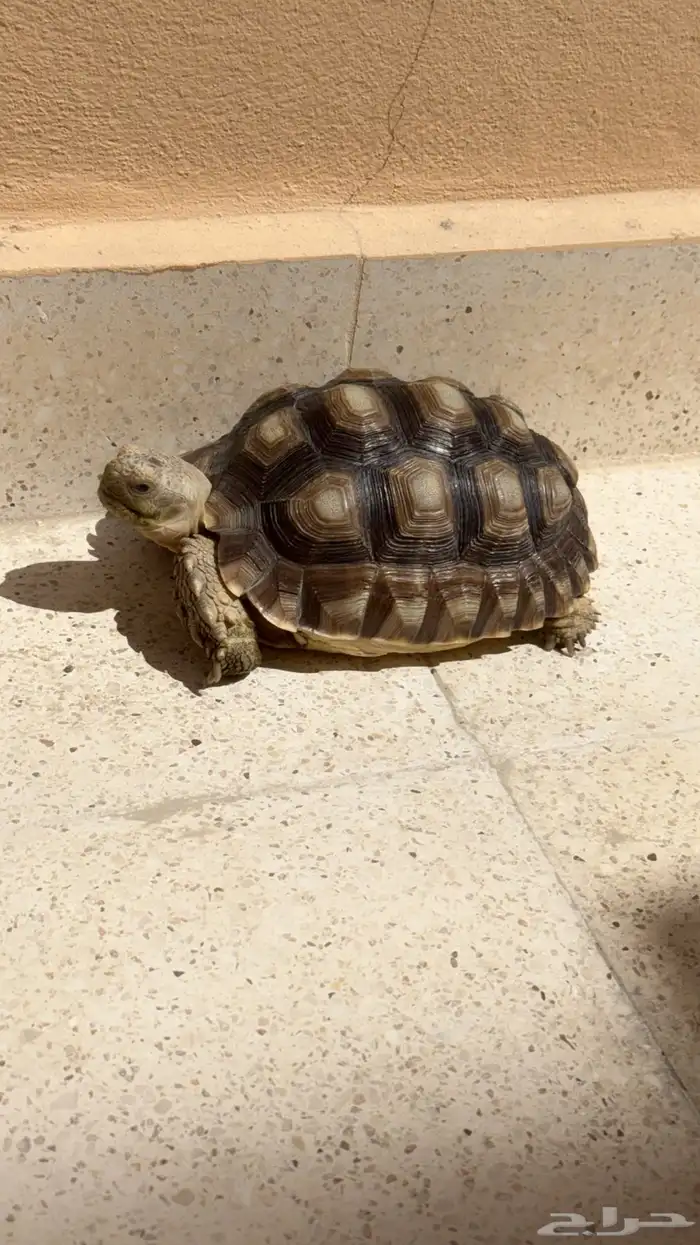 سلحفاة سولكاتا العمر سنتين السعر 1000 ريال 0