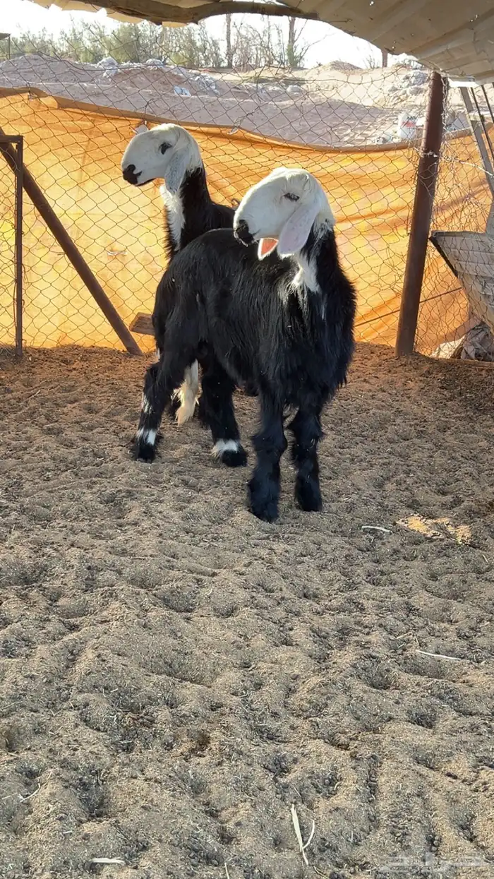 نجديه صنف دغم 1