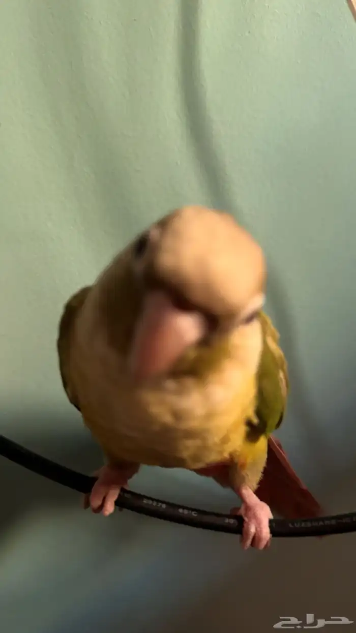 للبيع عصفور كنيور اليف جدا ولعوب وصحته ممتازه 5