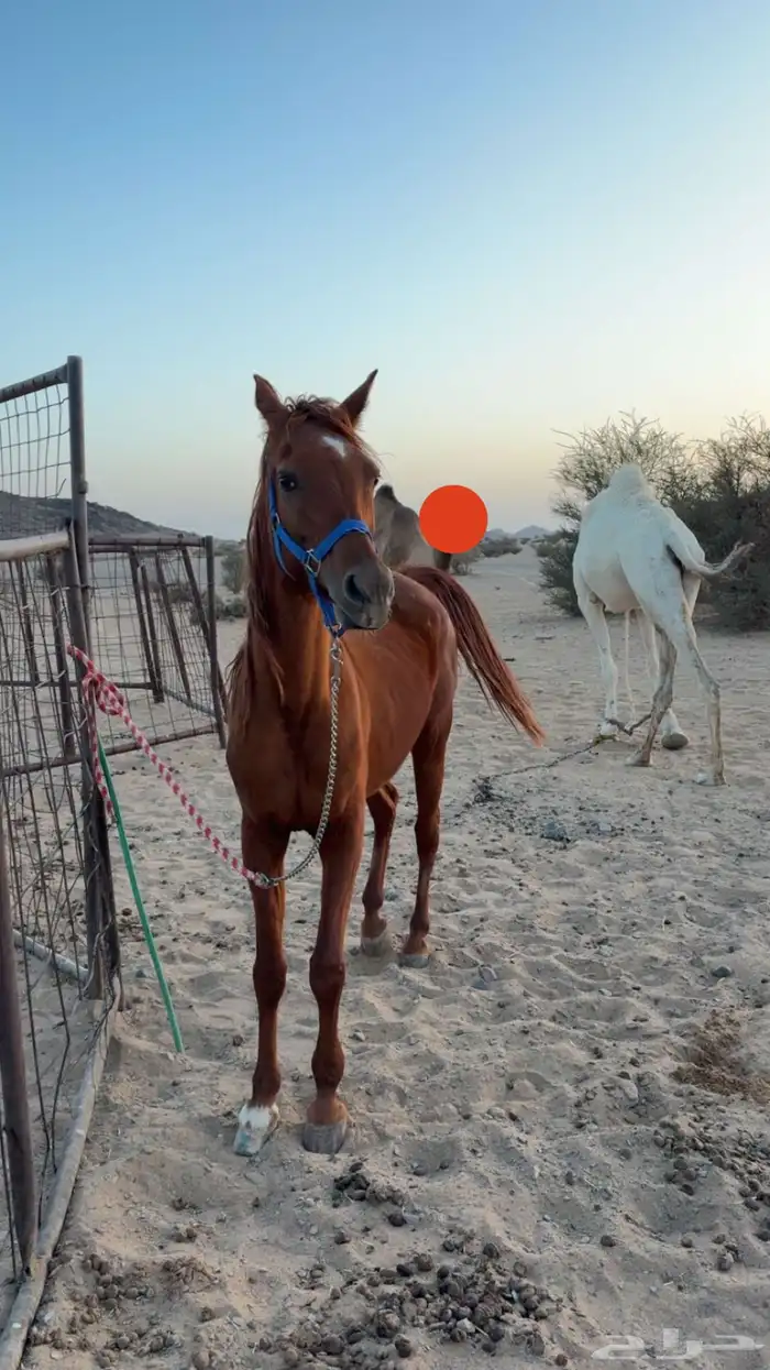 فرس شعبيه. 0