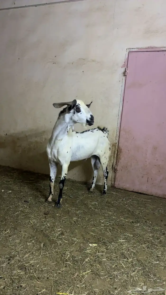 تيس بيشي صنف 5