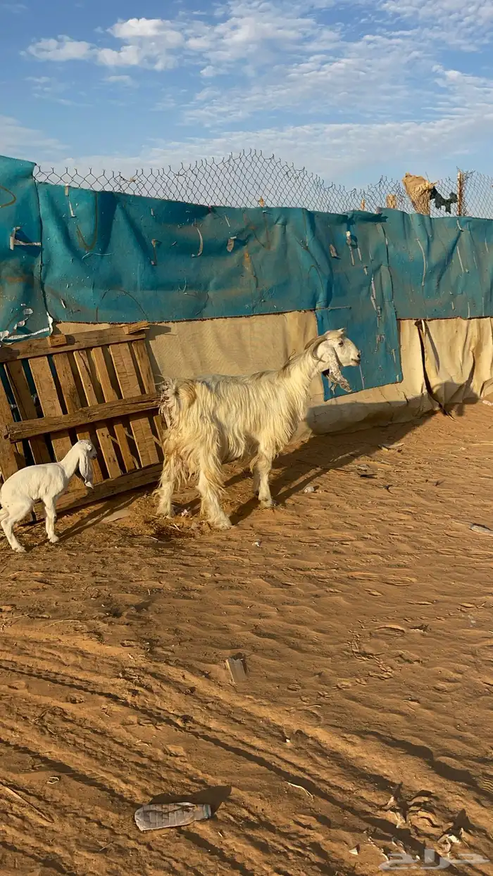 عنز معها ثنين 0