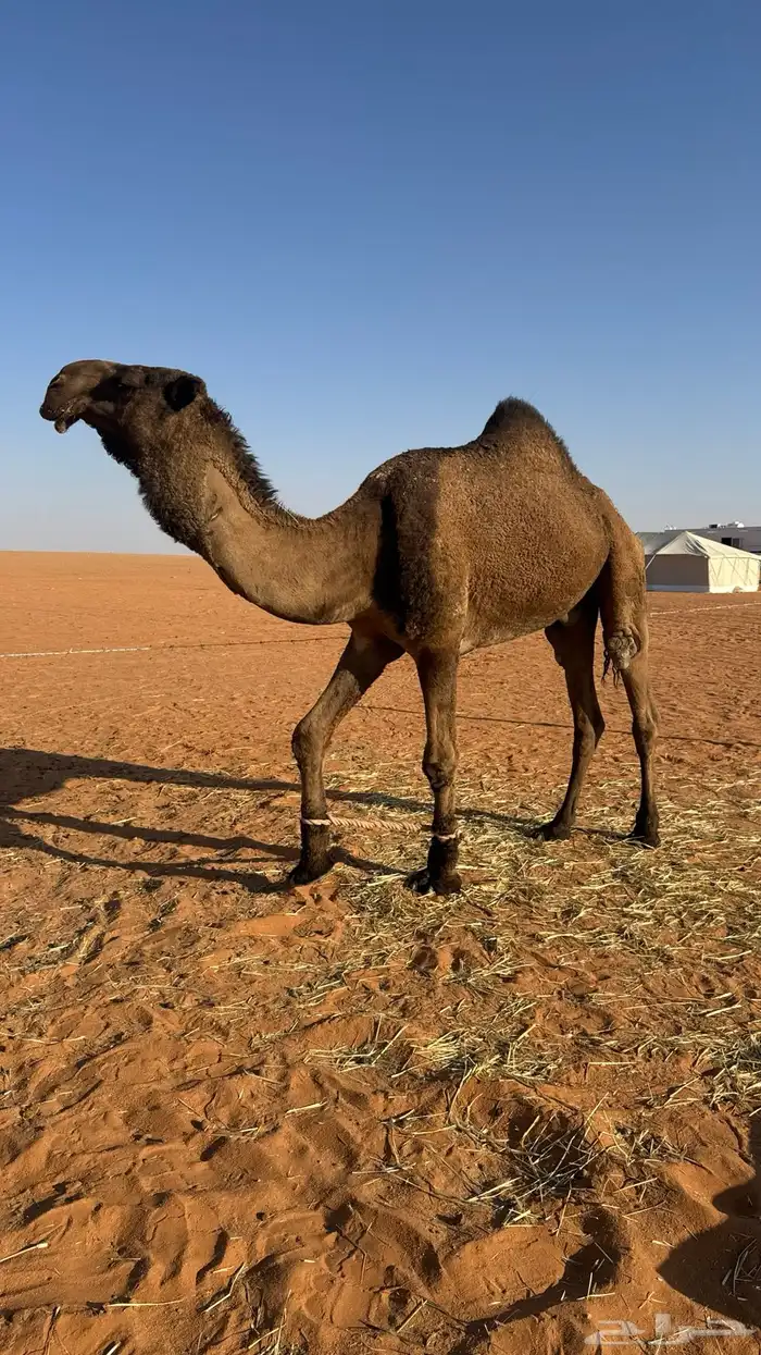 بعير اصفر للبيع 1