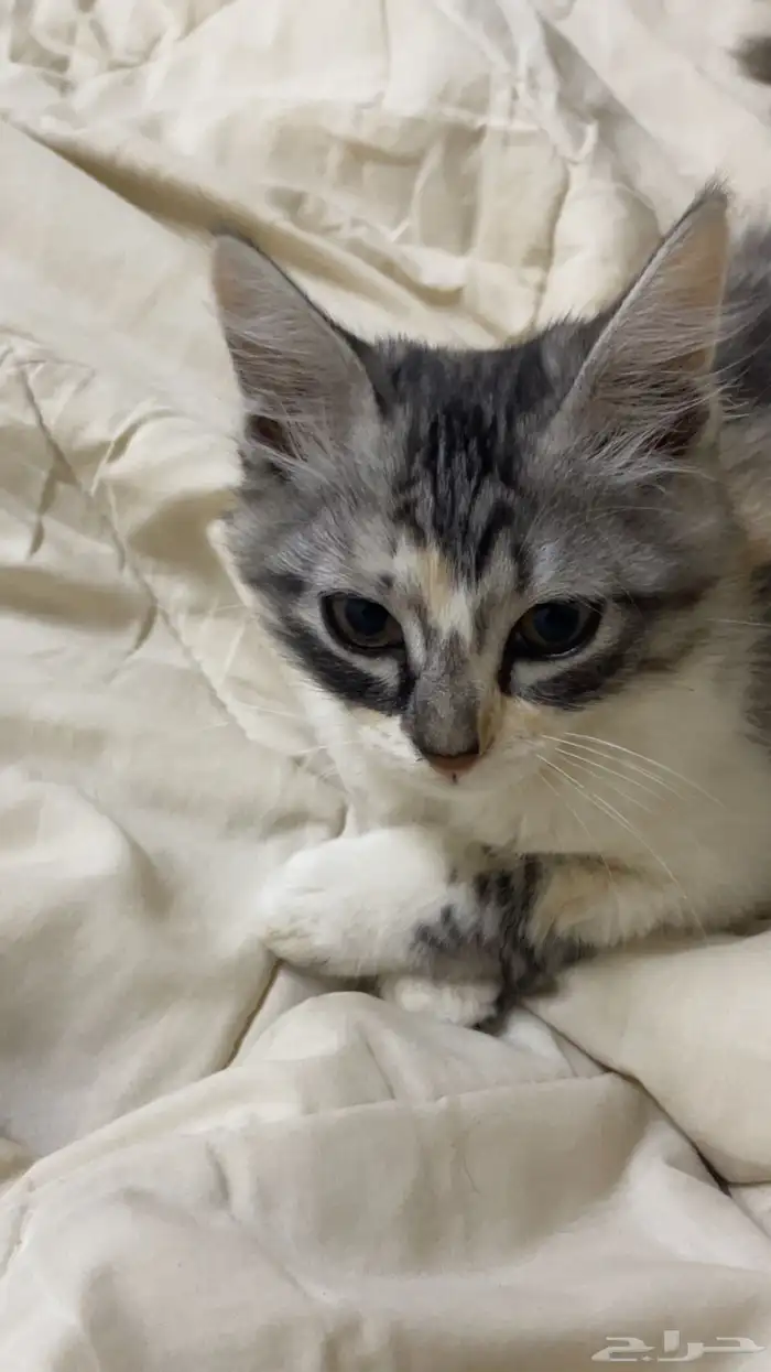 قط لعوب نظيفه ما تعاني من اي أمراض ابغى فيها 250 0