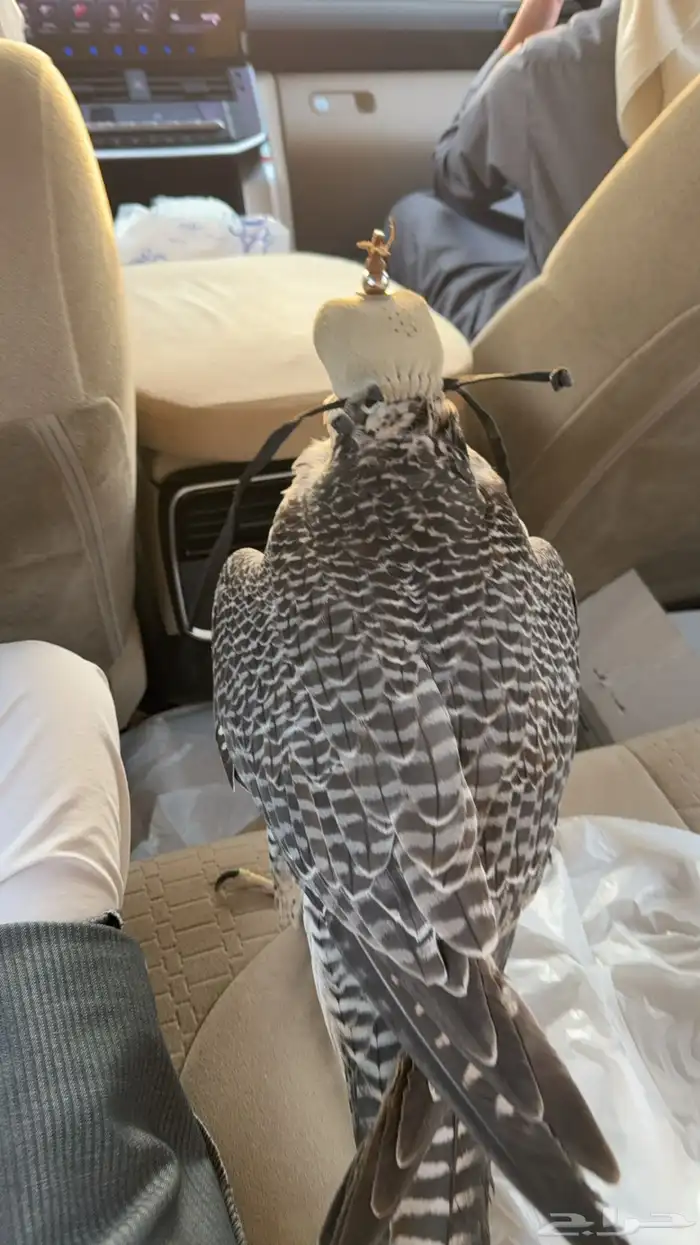 جير شاهين العمر 5 2