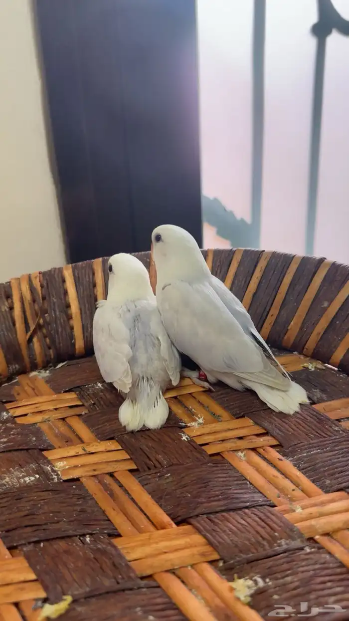 فروخ للبيع 1