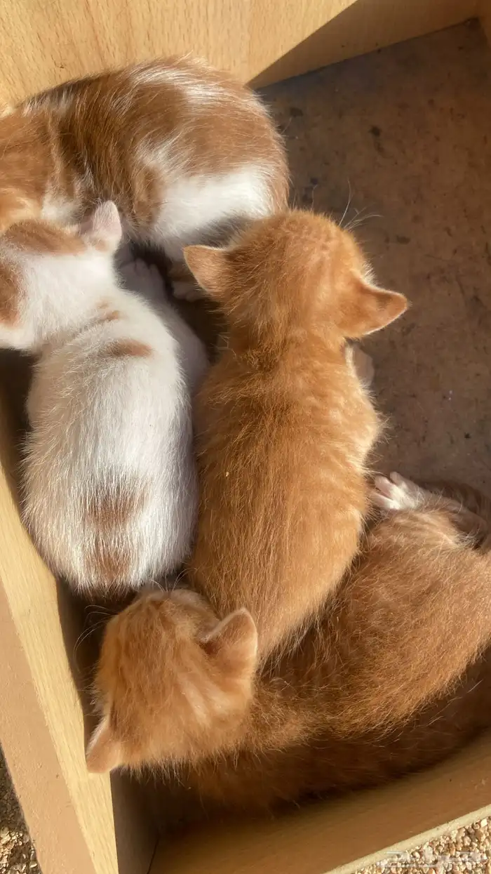 قطط تبني بلدي. أعمارهم ثلاث ايام 0