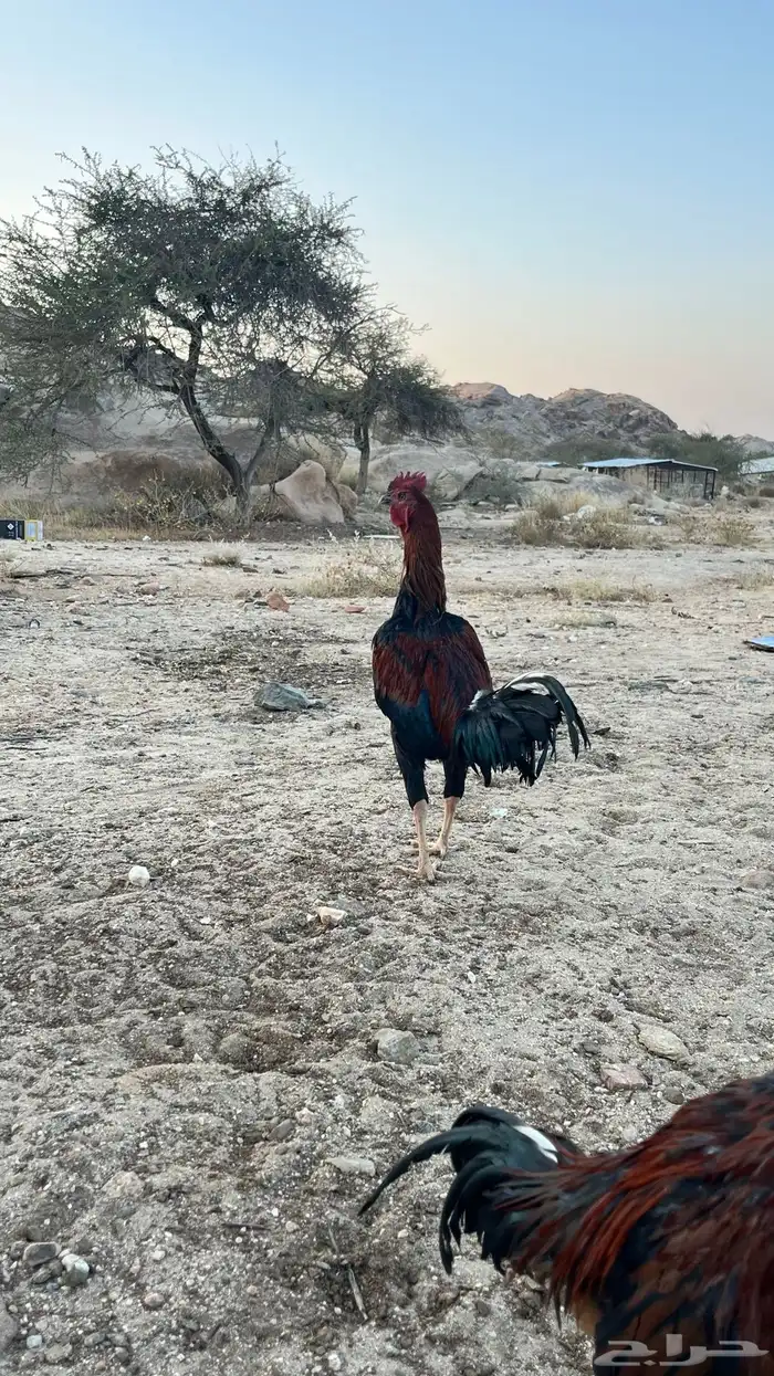 ديك باكستاني 7