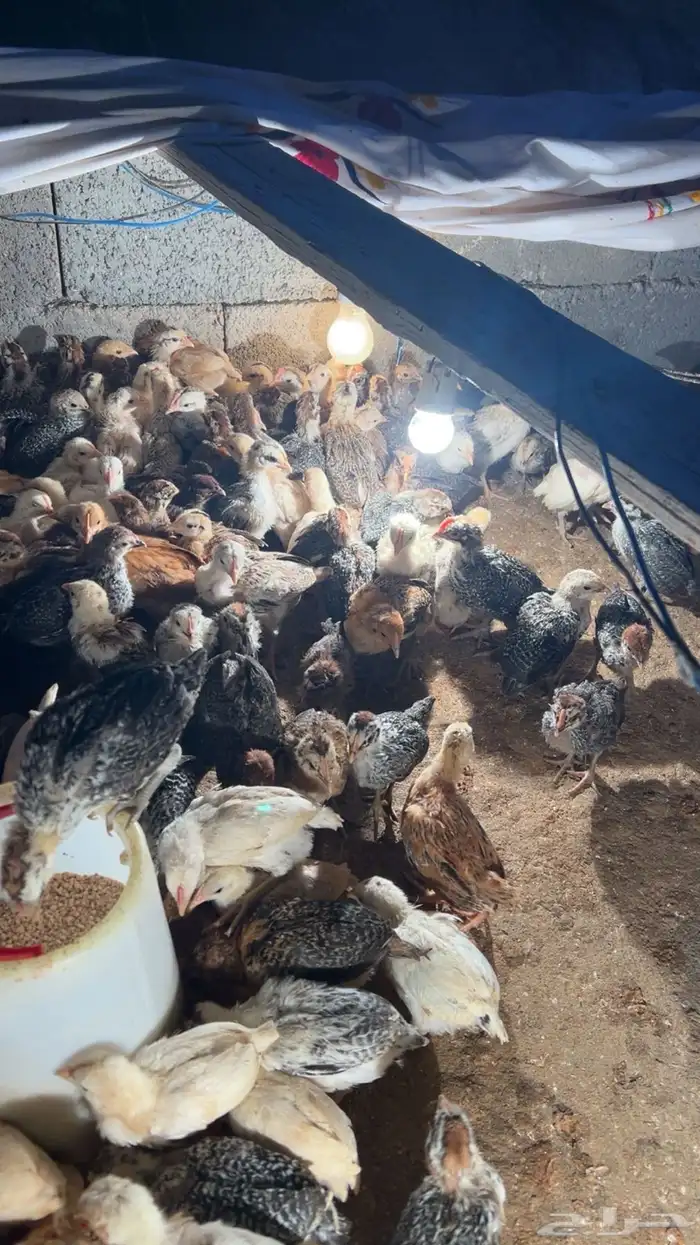 فروخ دجاج بلدي للبيع 2