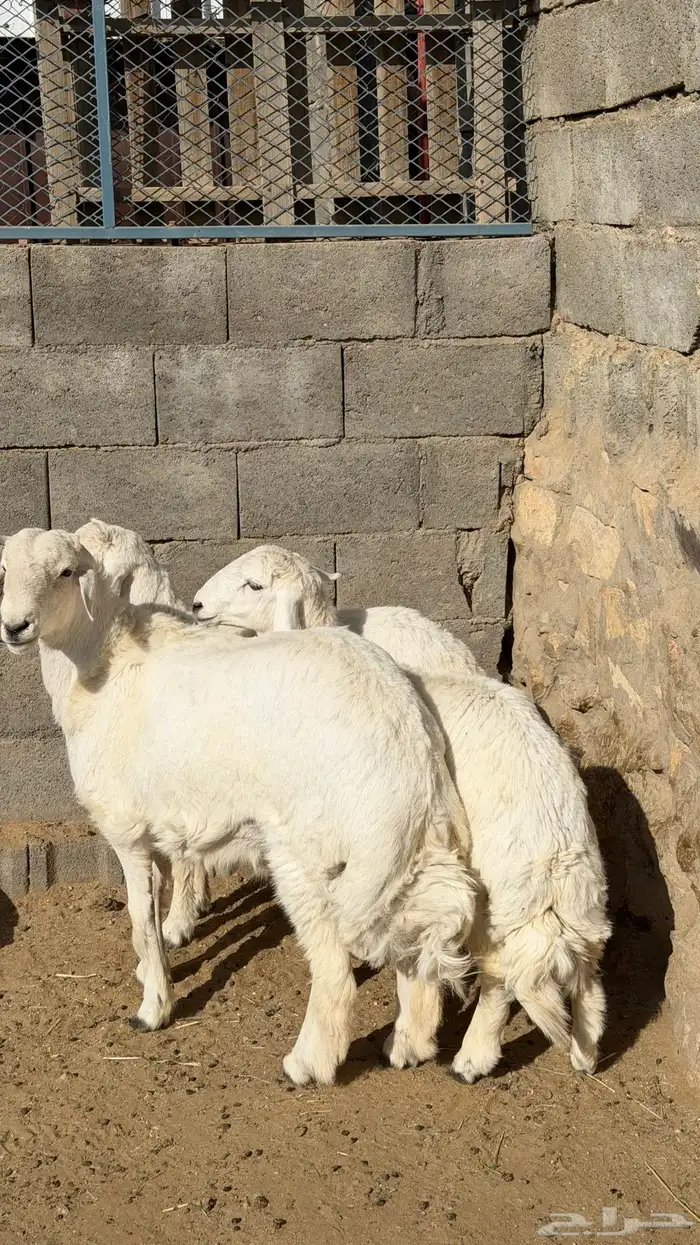 خرفان ذبايح للبيع 1