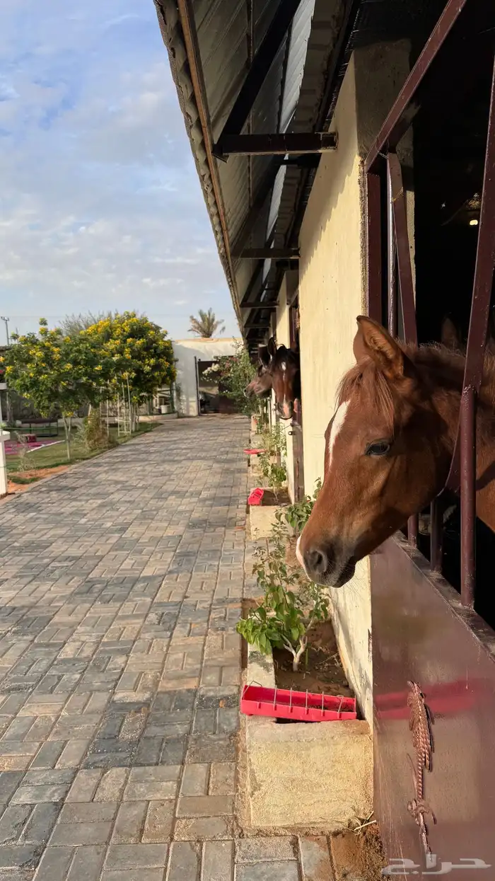 شالية ومربط للإيجار 3