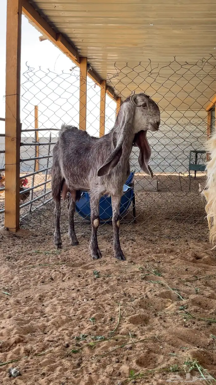 عنز ثنية مطورة 0