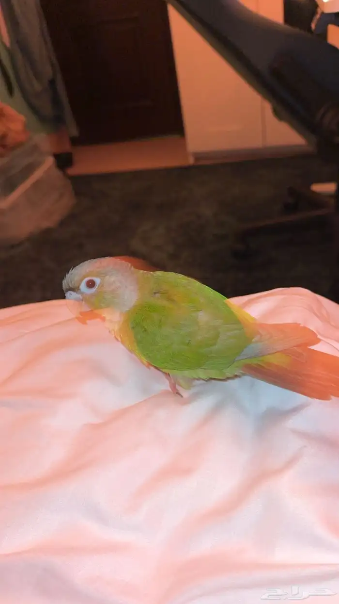 للبيع عصفور كنيور اليف جدا ولعوب وصحته ممتازه 0