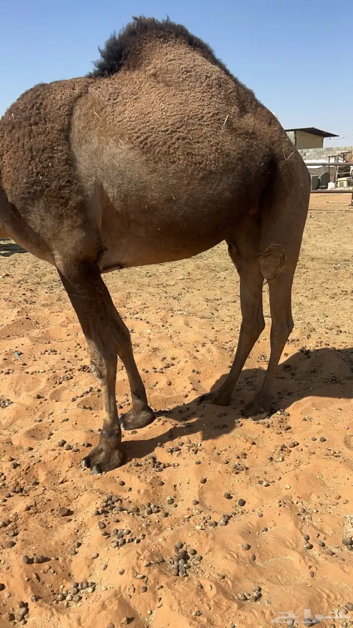 حايل رباع ماستالدت 0