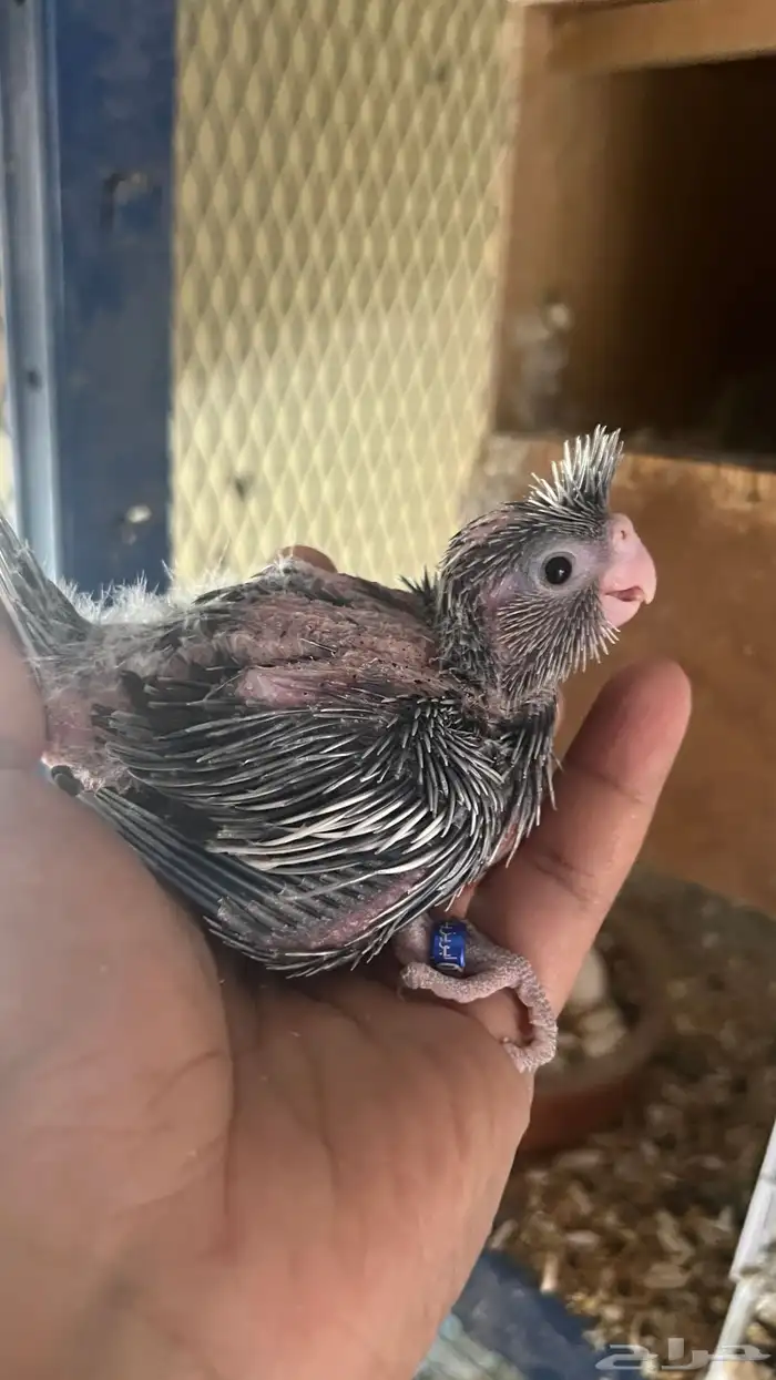 فروخ كروان 3