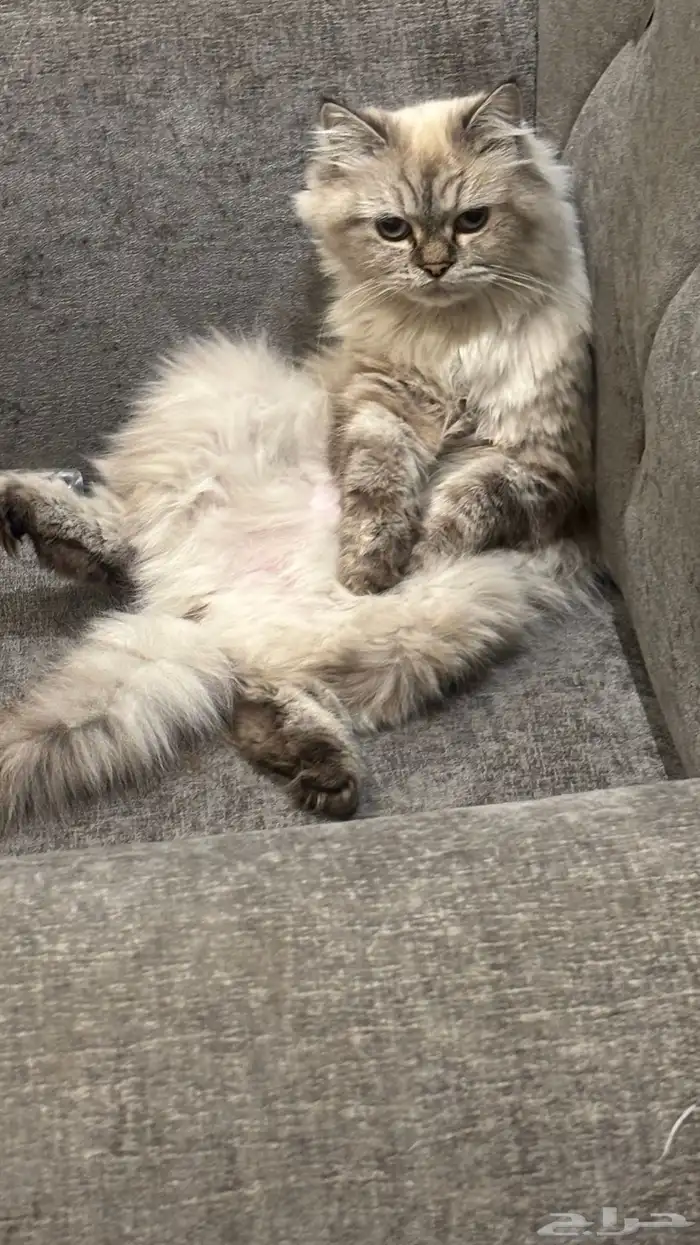قطه هملايه وشيرازي العمر 8 شهور انثى 2