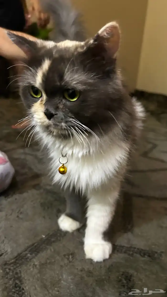 قطه واولادها لتبني 1