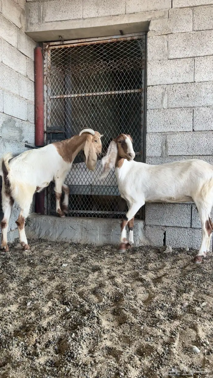 معزا العدد ثنين 3