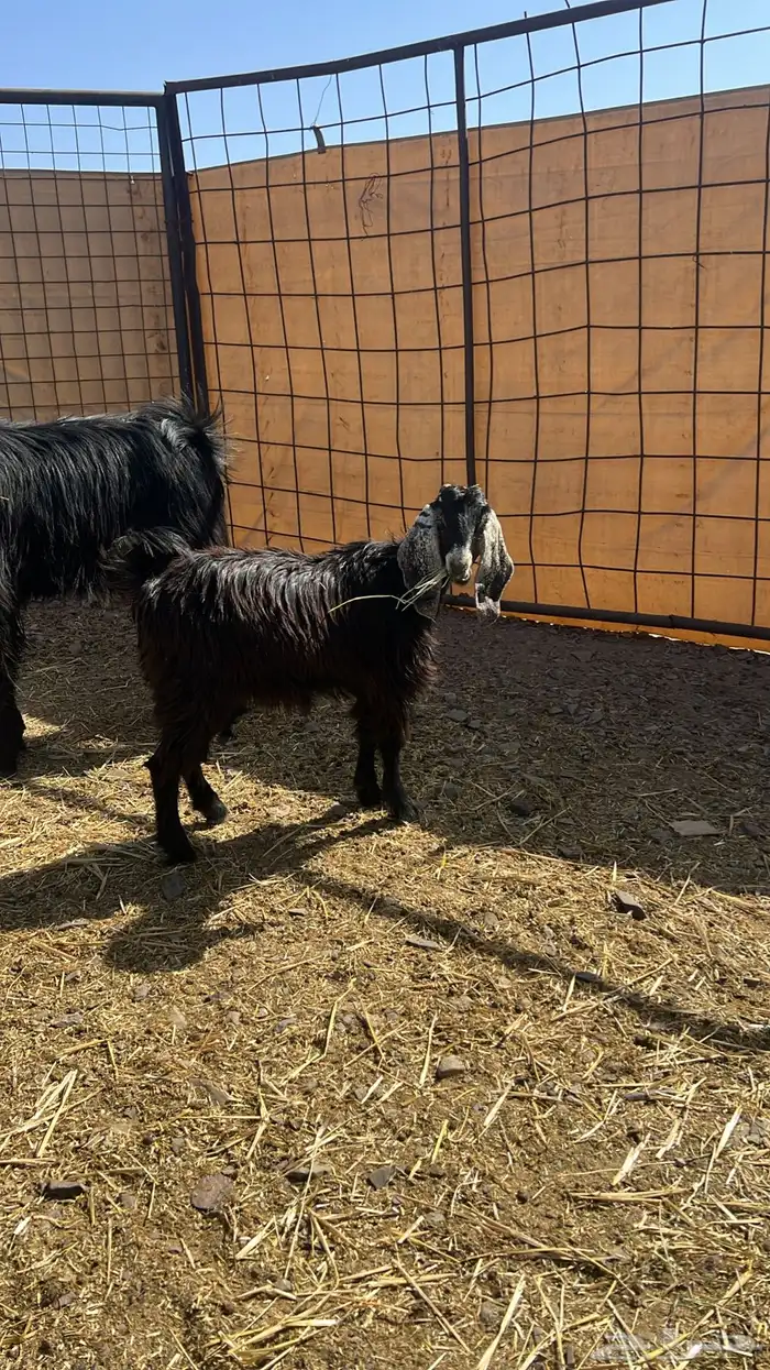 تيس فحل مشروط بلضراب ونضيف مشروط من جميع المراض 1