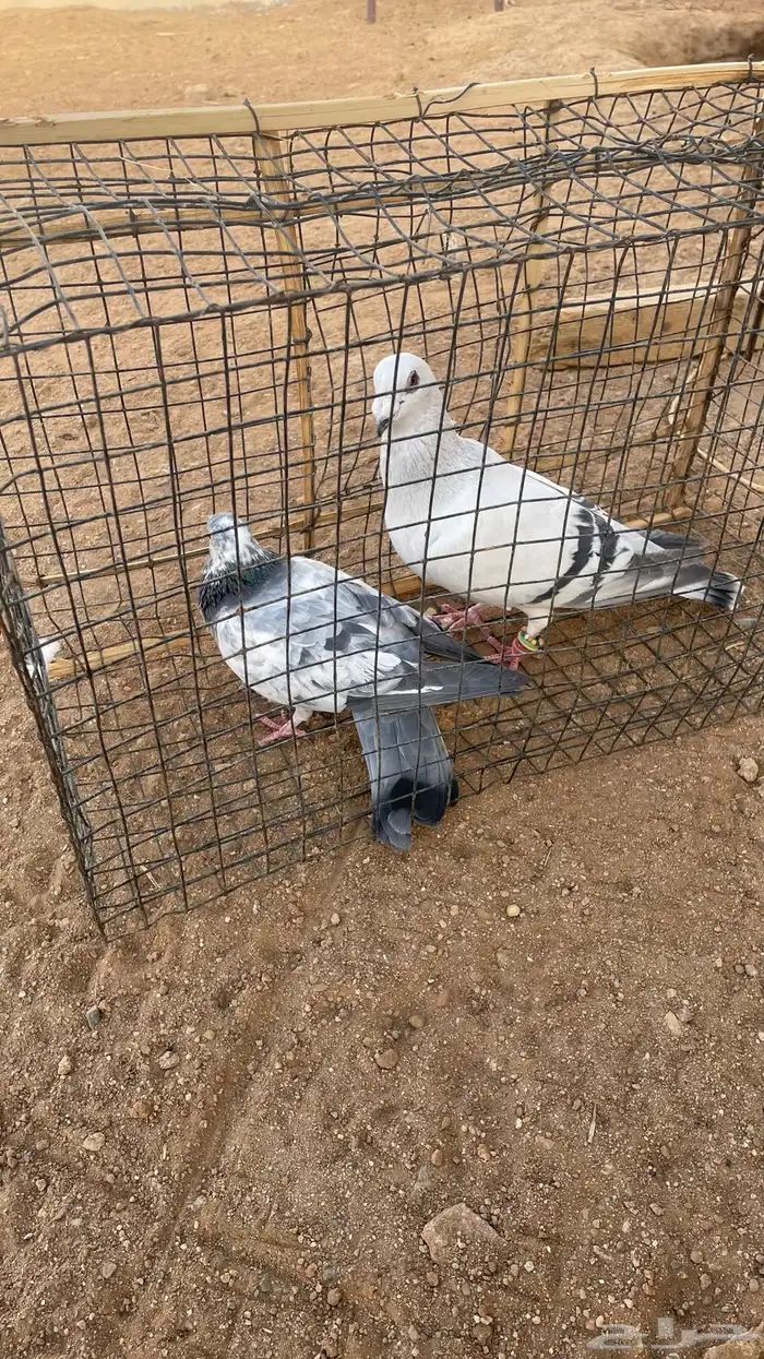 حمام شفرات شامي 7