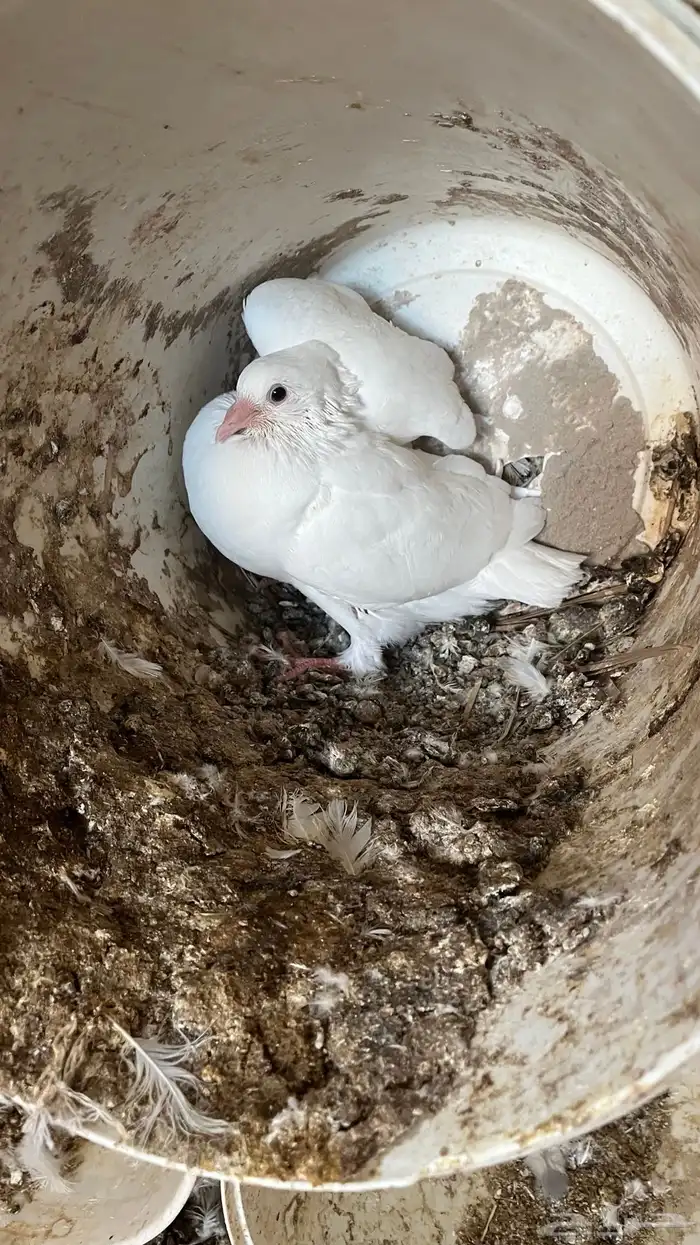 فروخ حمام فرنسي جامبو للبيع 3