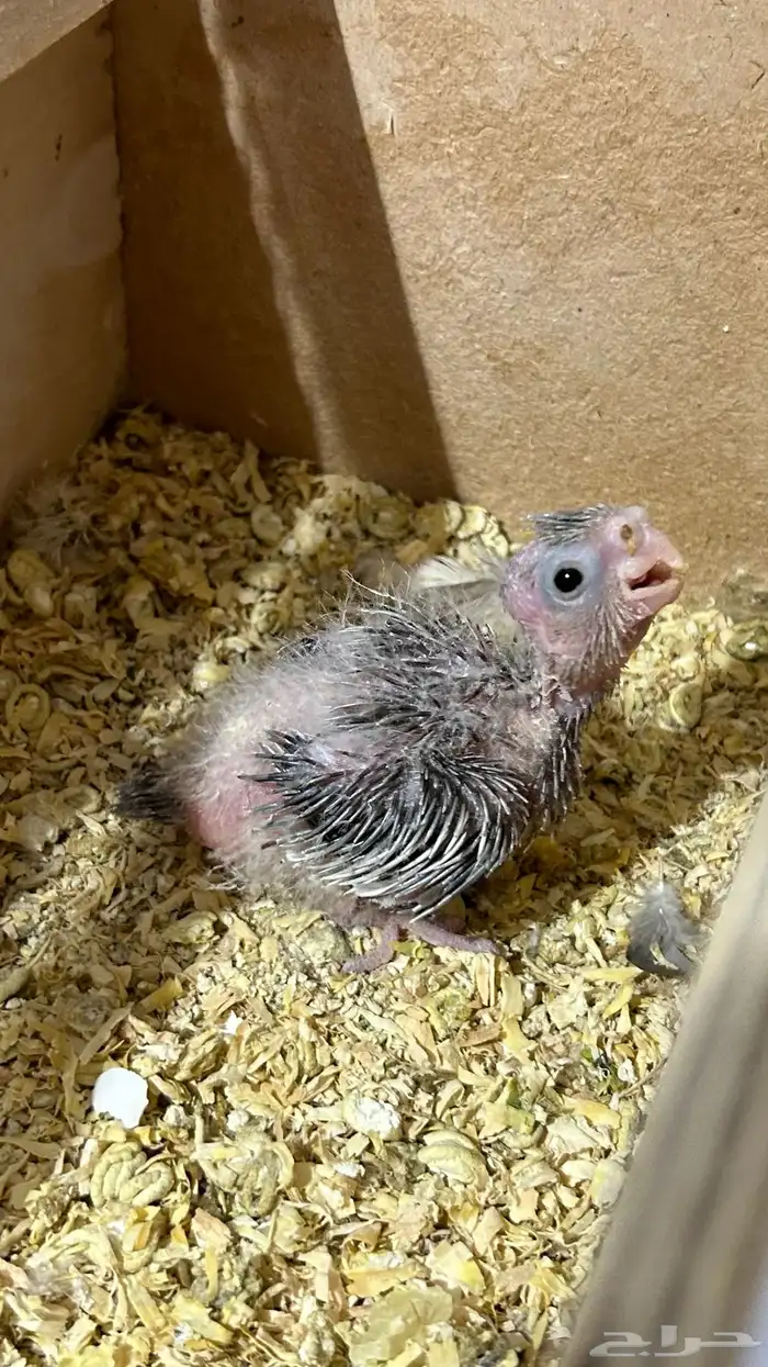 فرخ وايت فيس 1