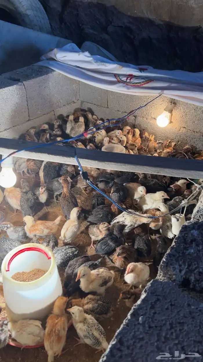 فروخ دجاج بلدي للبيع 6