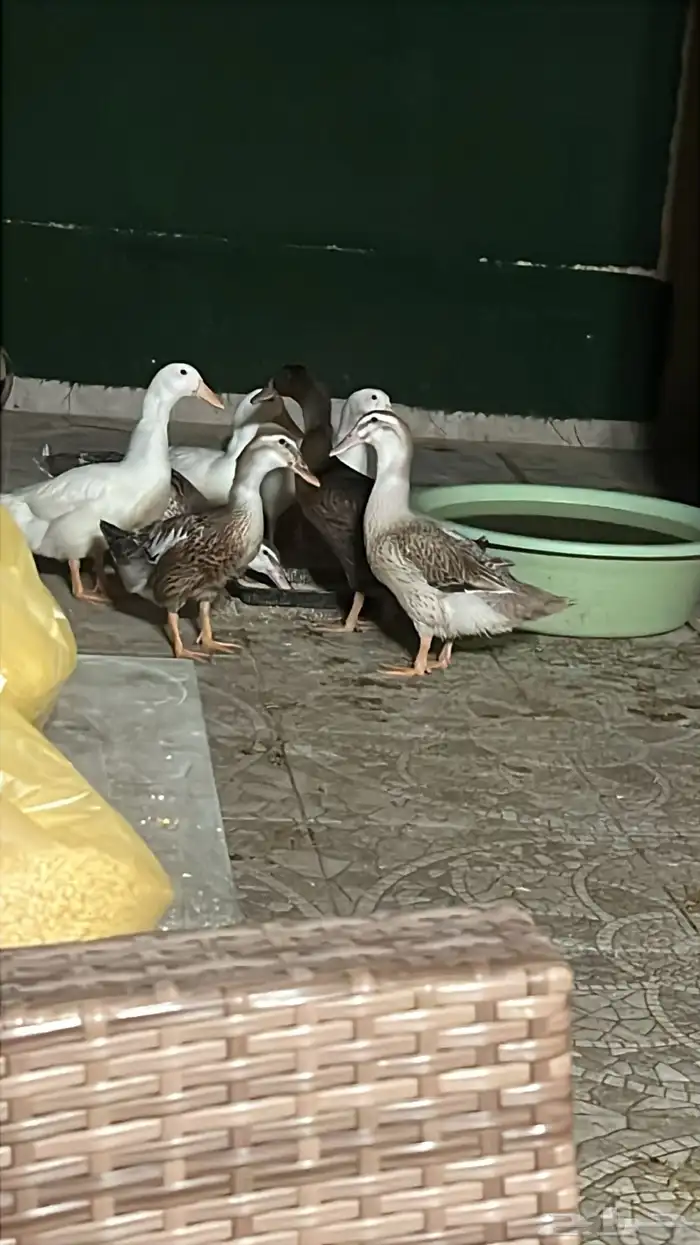 بط للبيع عددها 7 0