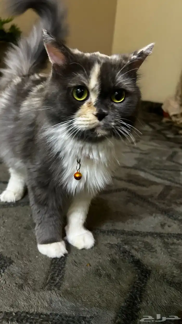 قطه واولادها لتبني 0