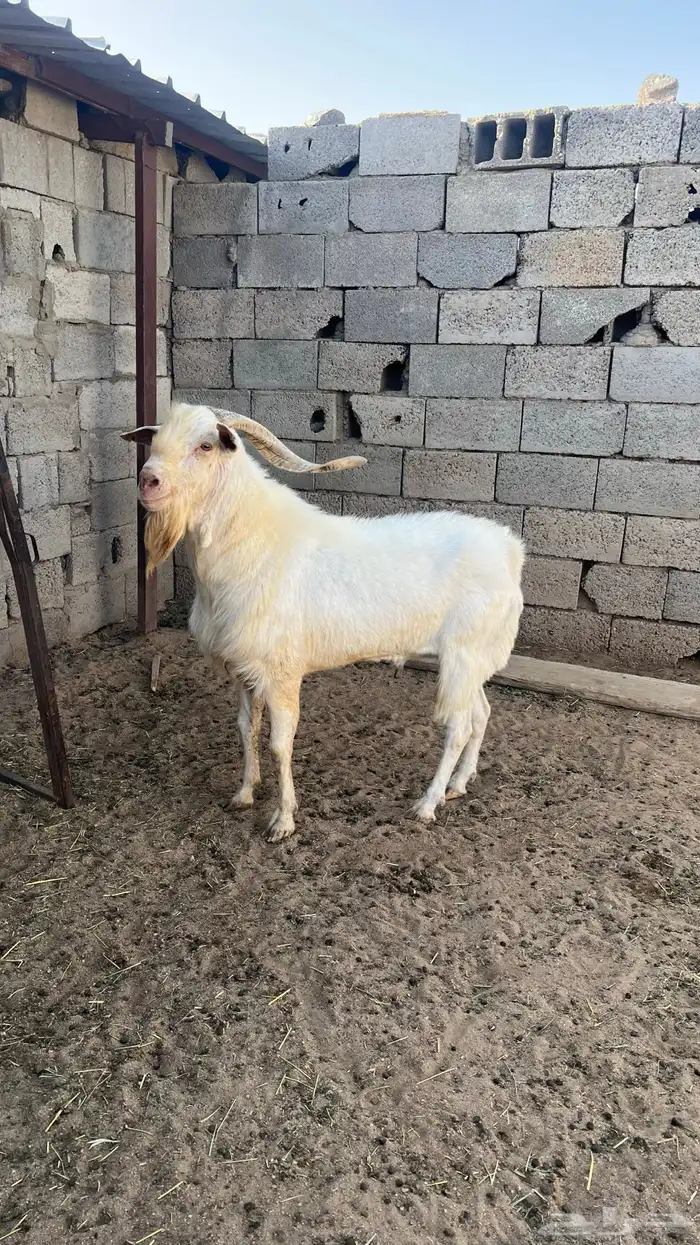 تيس فحل مشروط 3