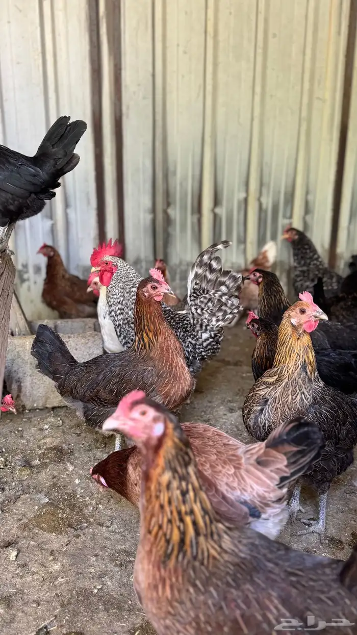 دجاج عربي وفيومي 7