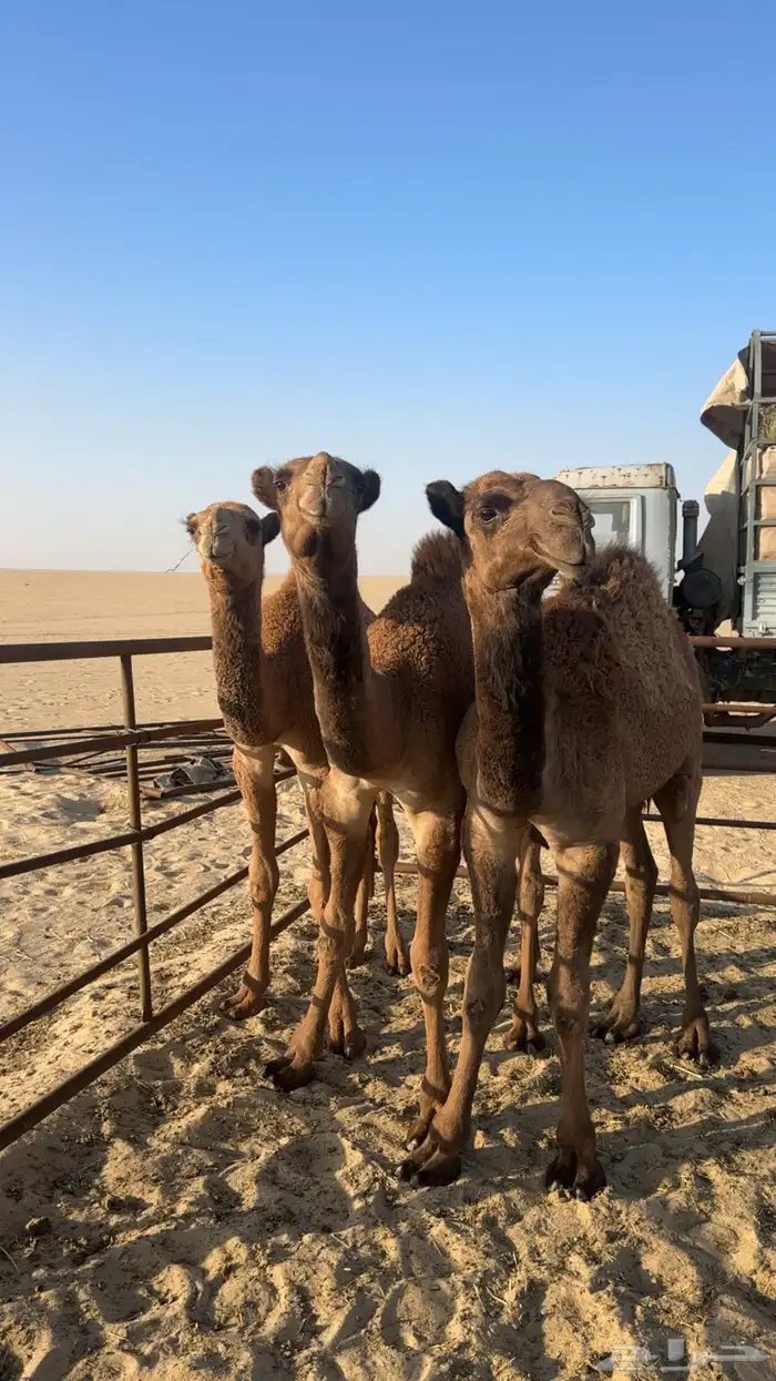 3 قعدان عمر 9 شهور طيبه 1