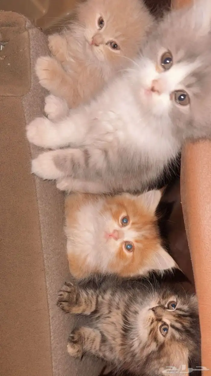 اربع قطط للبيع العمر شهرين تاريخ الميلاد10 09 2025 0