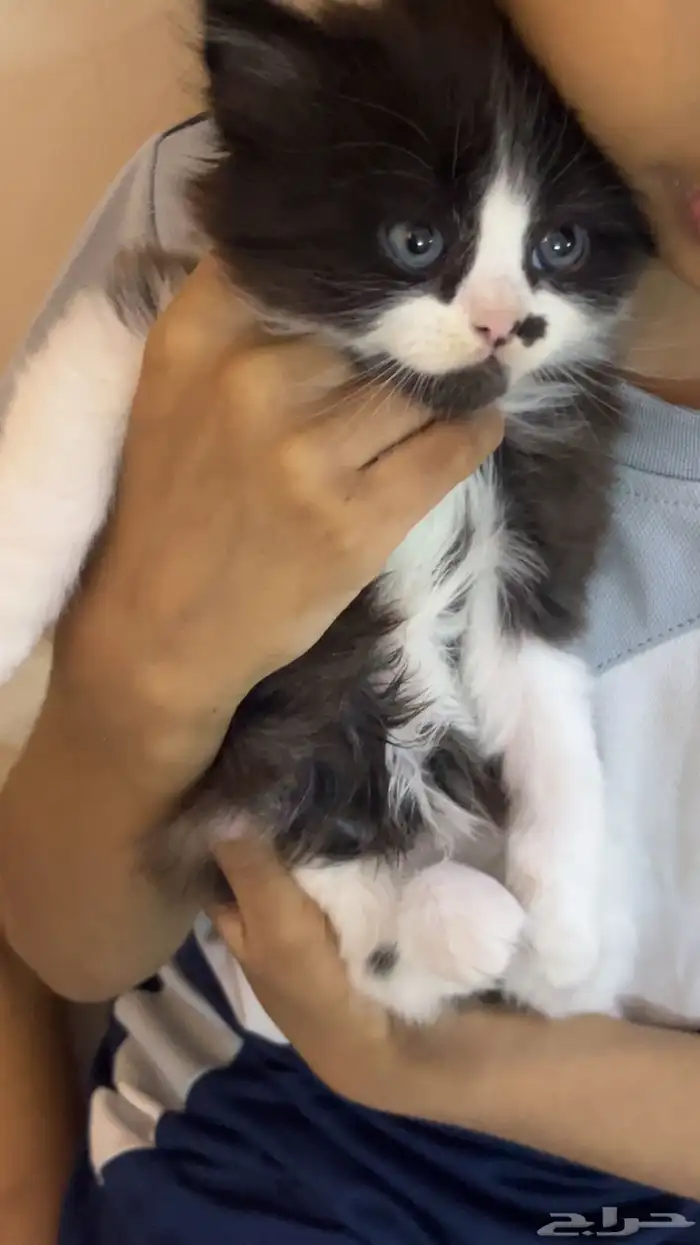 قطه شيرازيه للبيع بي 50 0