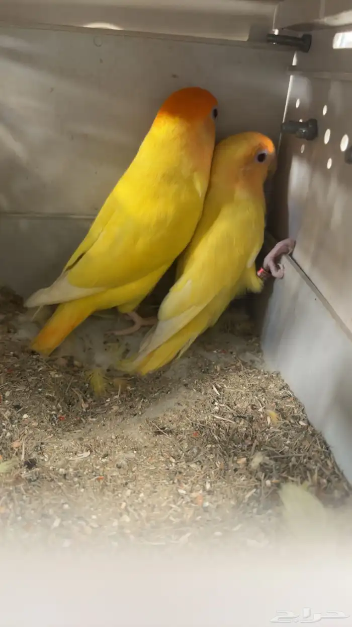 طيور روز للبيع اورنج جوز محلل جاهز 3