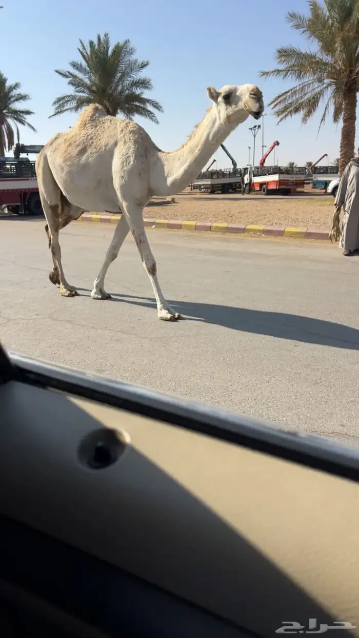 للبيع القحه البكر الوضحى 1