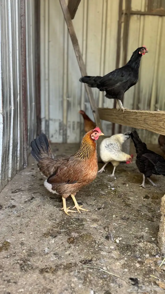 دجاج عربي وفيومي 5