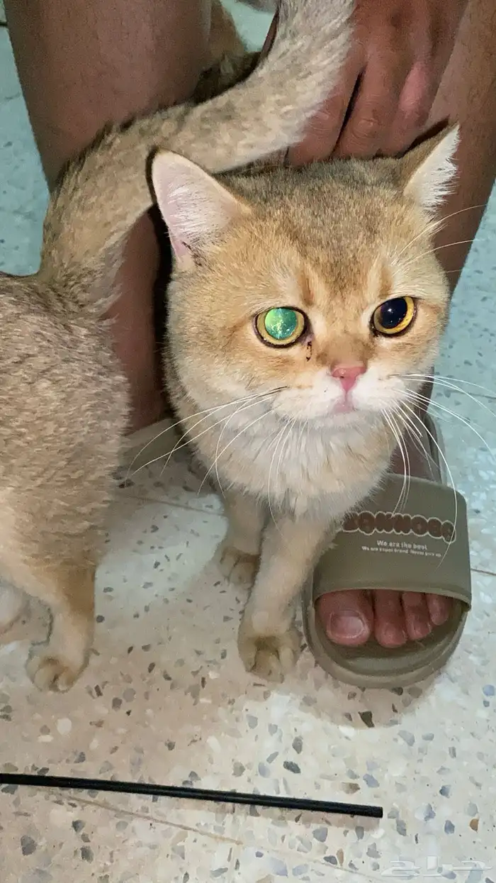 برتش للبيع 1