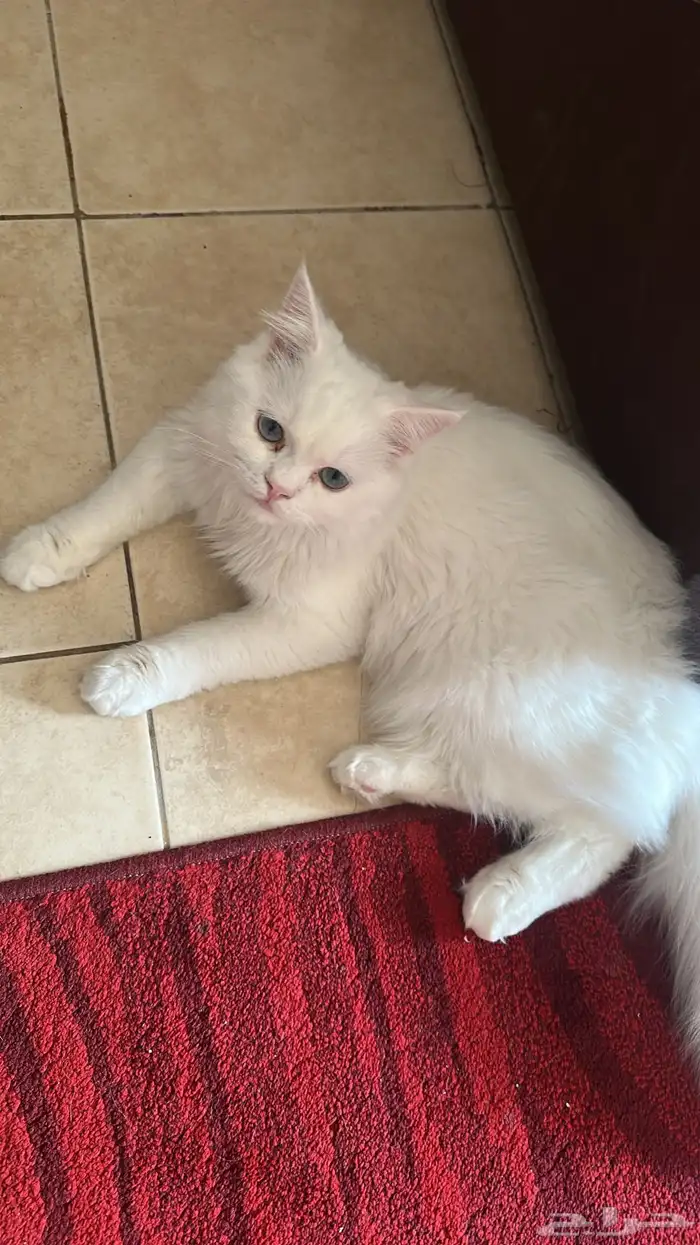 قطط للتبني 1