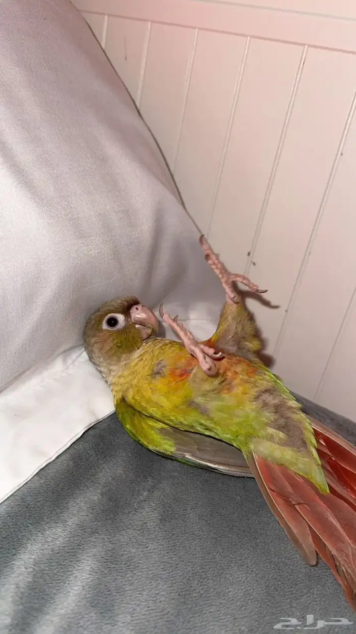 للبيع عصفور كنيور اليف جدا ولعوب وصحته ممتازه 1