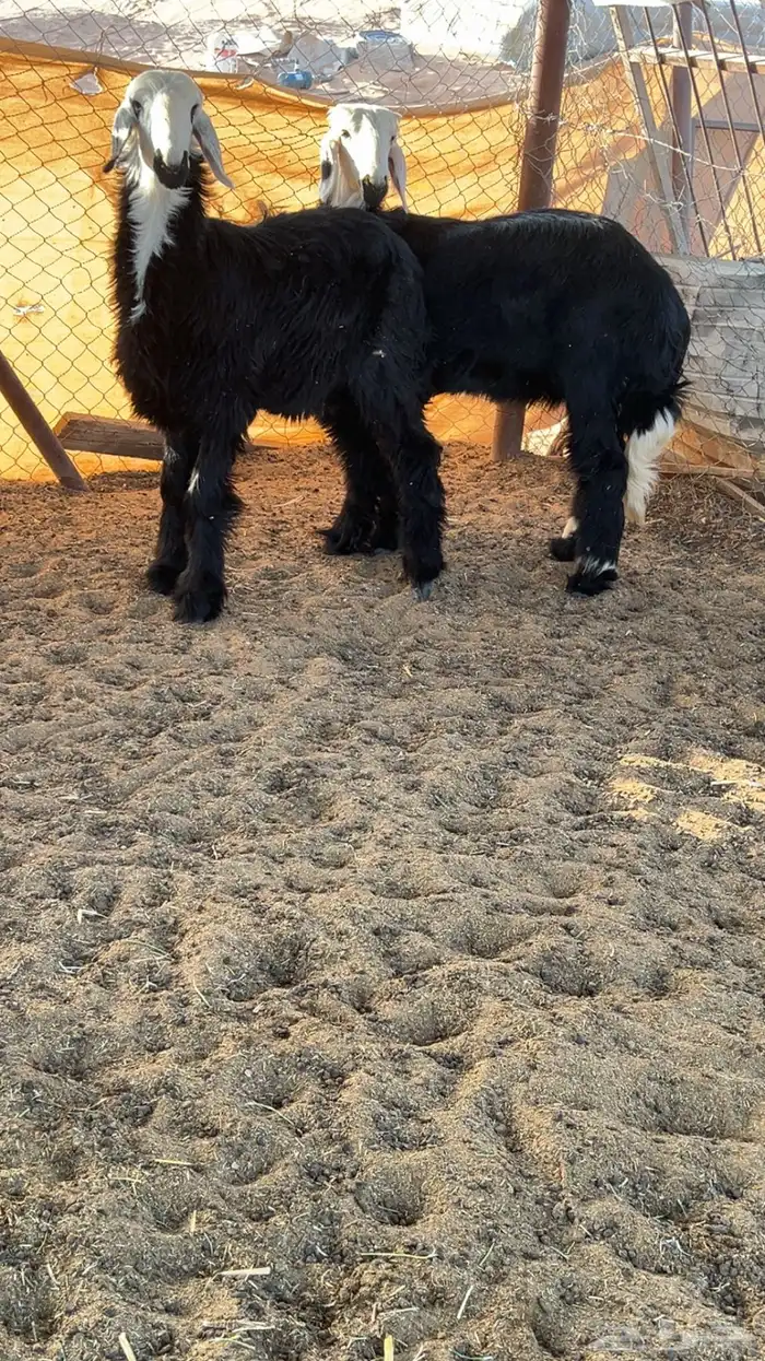 نجديه صنف دغم 0