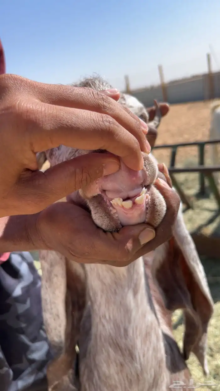 عنز ثنية مطورة 1