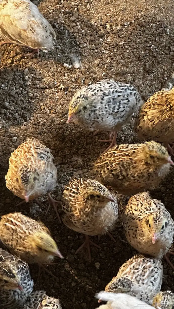 سمان للبيع 3